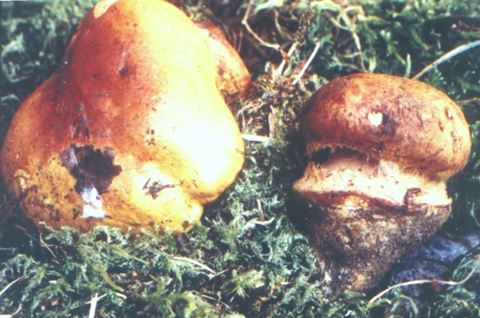Cortinarius glaucescens